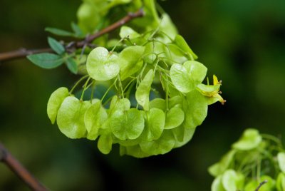 Ptelea trifoiata 'Aurea' - křídlatec trojlistý - plod